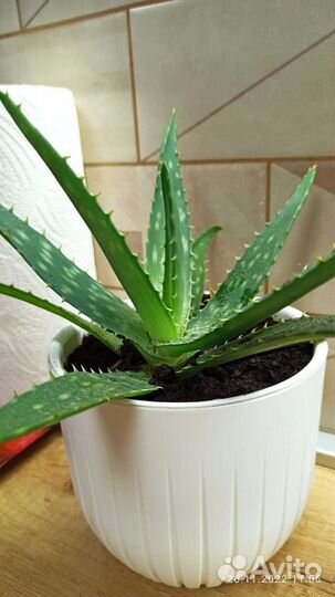 Комнатные цветы алоэ