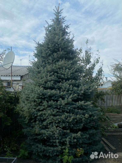 Ель голубая, растущая красавица