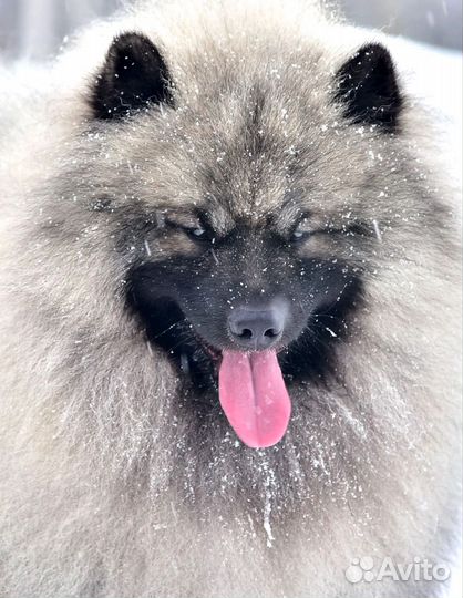 Щенки вольфшпица / кеесхонда