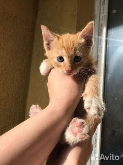 Рыжий котенок