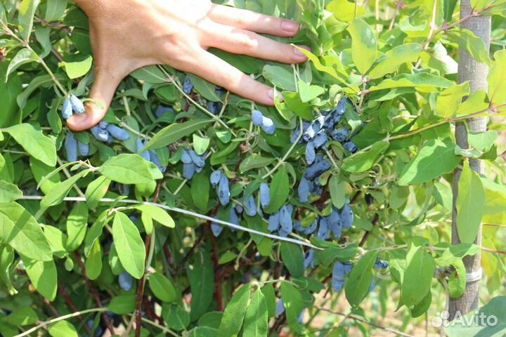 Саженцы жимолости Камчадалка