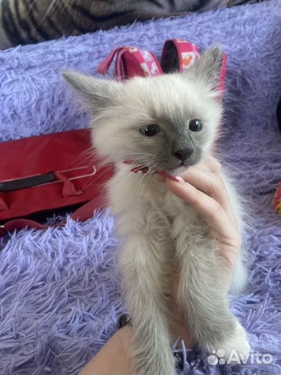 Котята в добрые руки бесплатно