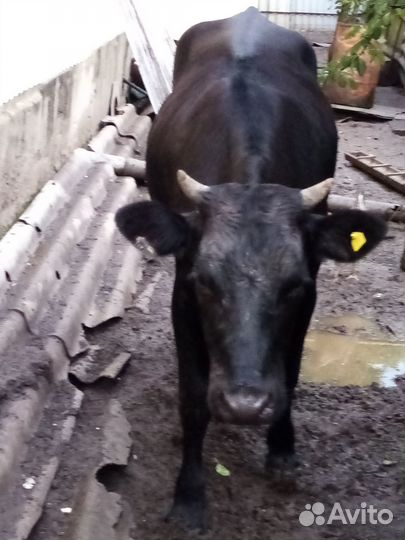 Продаем телочку 1,7 года