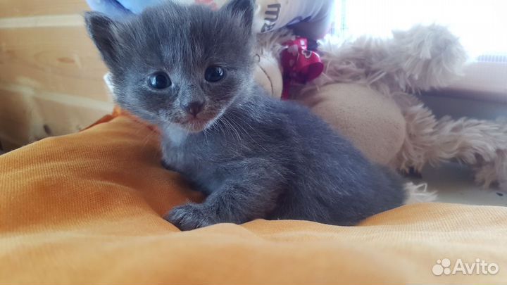 Отдам в добрые руки