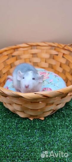 Крыса крысята дамбо девил хаски питомник