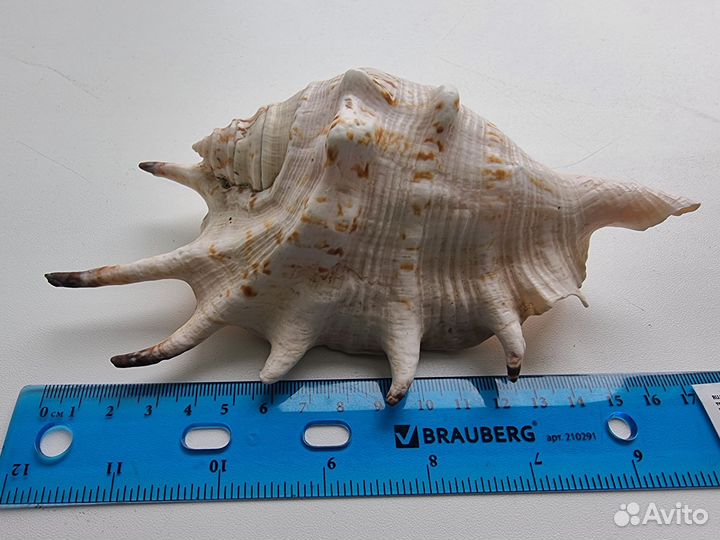 Морские и океанические ракушки раковины