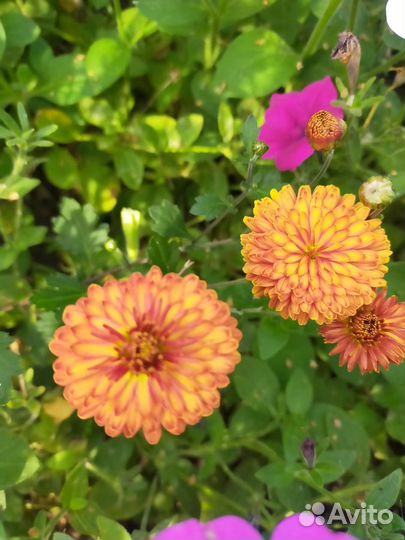 Хризантема,Лилейник,гипсофила, нарциссы, ирис