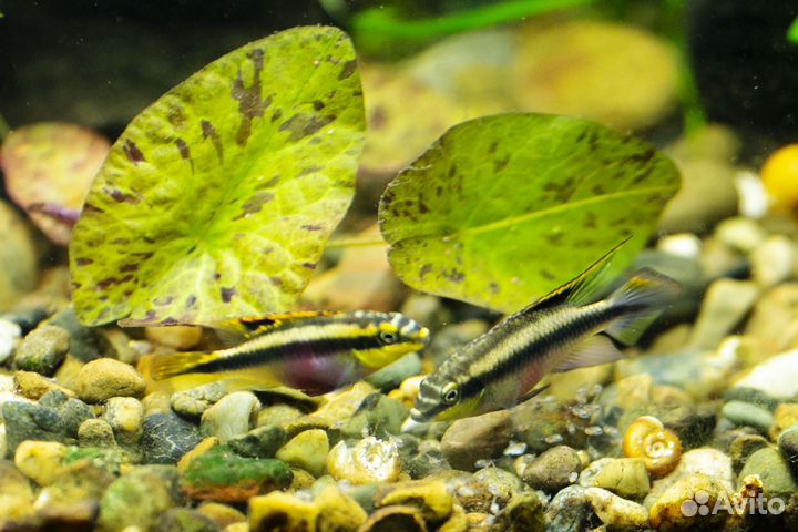 Молодь пельвикахромис пульхер попугайчики гуппи др