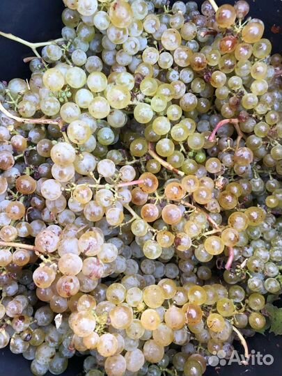 Виноград на вино