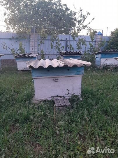 Ульи с пчелами