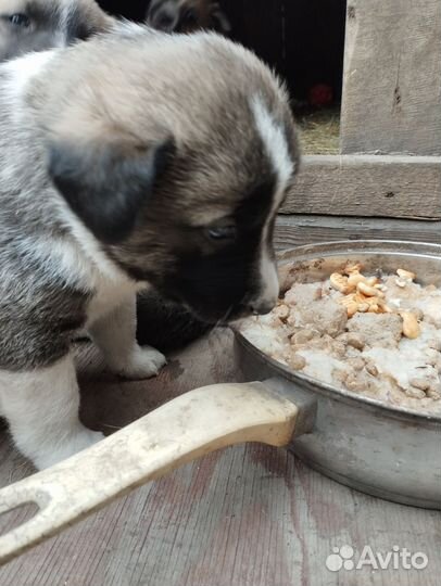 Щенки дворняги