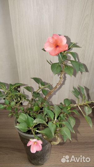 Цветы комнатные, требуют ухода