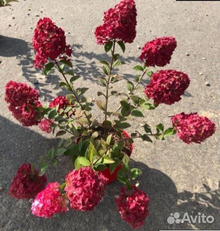 Гортензия Самарская Лидия