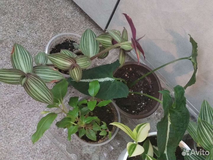 Комнатные растения