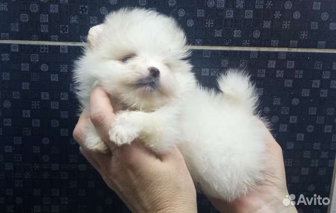 Померанский шпиц белого окраса мини