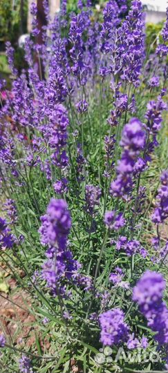 Лаванда в горшке