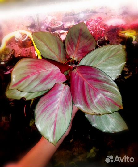 Калатея Silver Plate