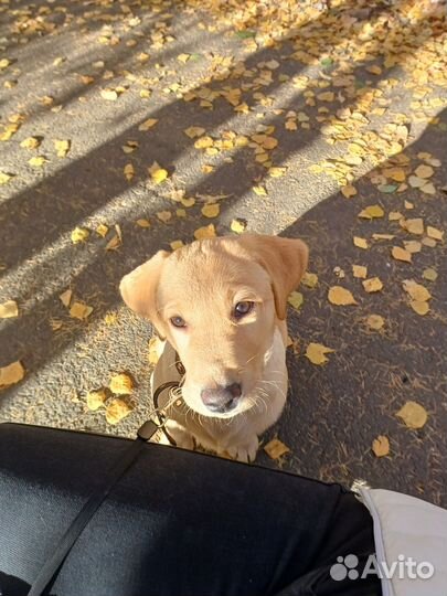 Лабрадор ретривер