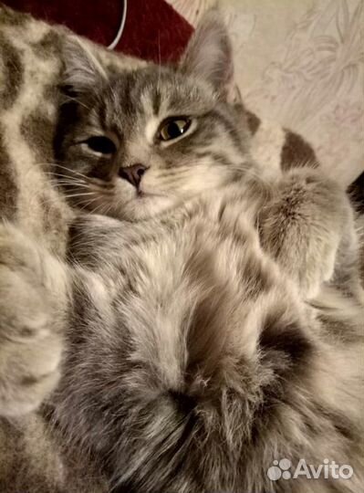 Красивая кошечка Малышка