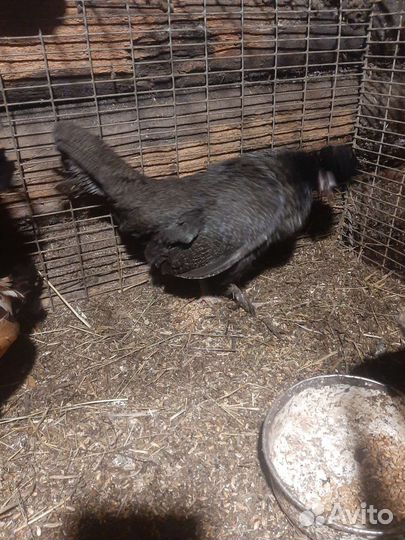 Карликовые куры монгольские бетманки