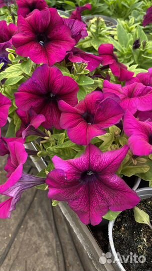 Цветы петунии бархатцы