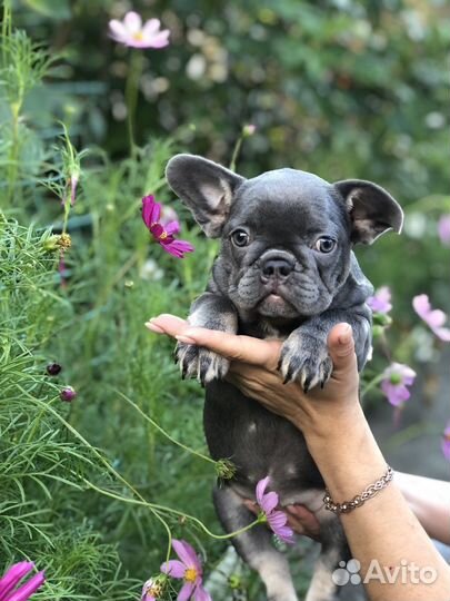 Французики