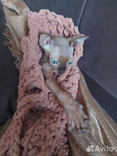 Канадский сфинкс котенок
