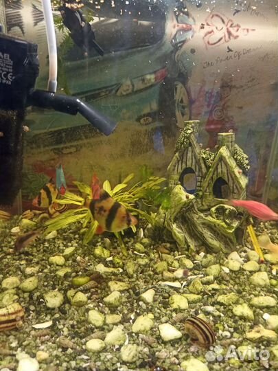 Аквариум на 50 литров