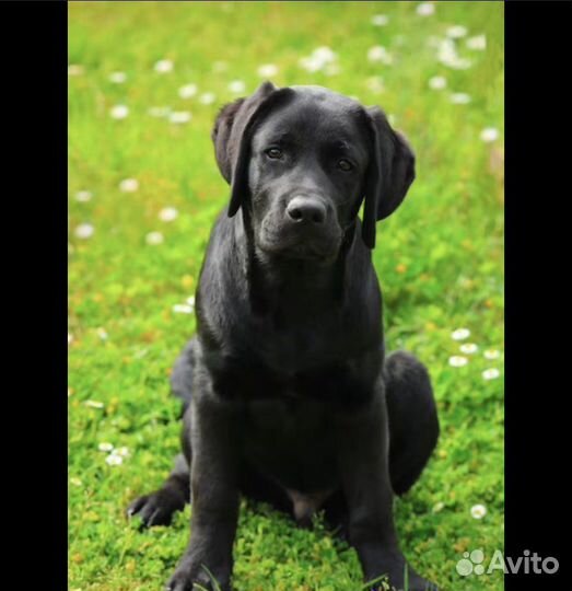 Лабрадор,йоркширский терьер