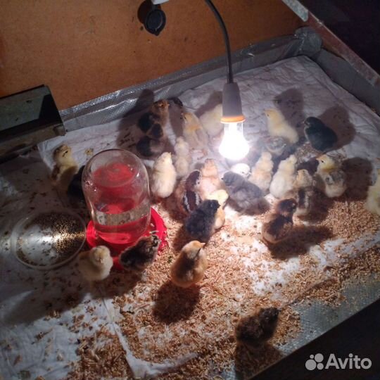 Китайские шелковые куры