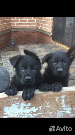 Щенки немецкой овчарки