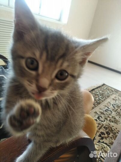 Кошка в дар