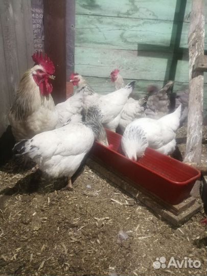 Куры несушки