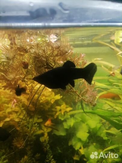 Аквариумные рыбки