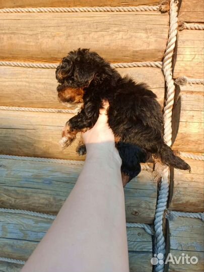 Крошки micro мальтипу эксклюзив