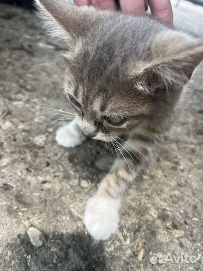 Котята в добрые руки бесплатно