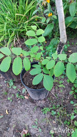 Саженец манчжурского ореха с закрытой корневой