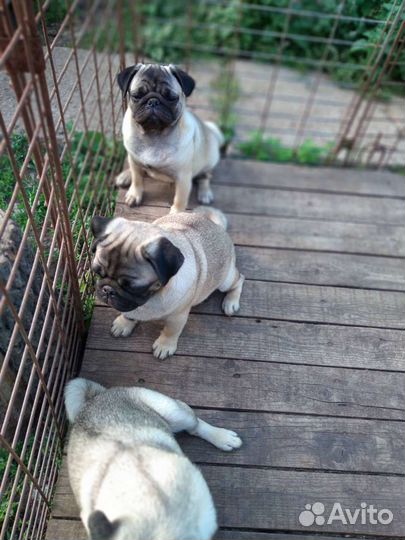 Щенки Мопса