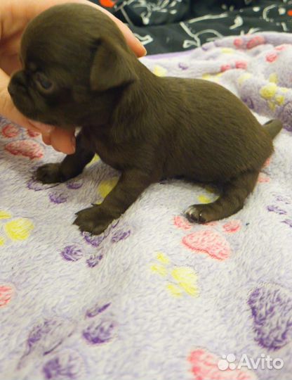 Щенки чихуахуа