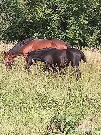 Лошадь с жеребенком