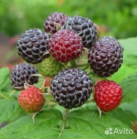 Малина кумберленд