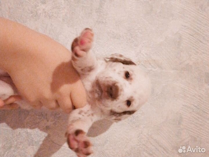 Щенки далматина