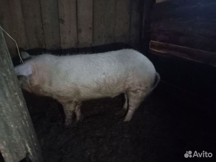 Хряк ландрас