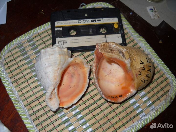 Ракушки в аквариум