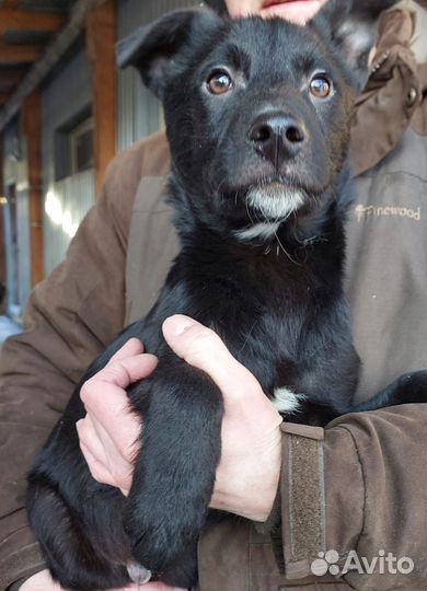 Щенки в дар