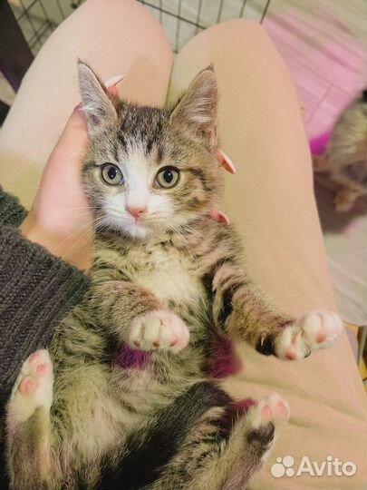 Котёнок - 3 мес (бесплатно)