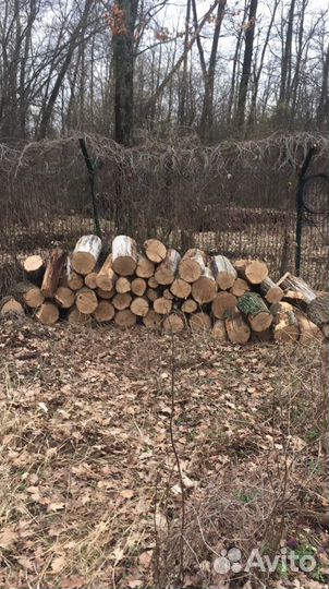 Профессиональный Спил Деревьев