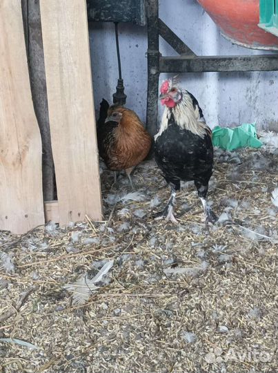 Петухи бентамка и китайский шёлковый