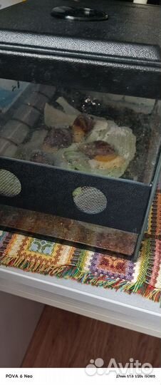 Улитки ахатины с улиткарием