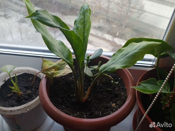 Спацифилум